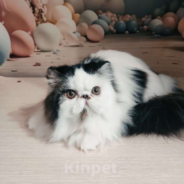 Кошки в Новосибирске: Персидский котик Мальчик, 50 000 руб. - фото 5