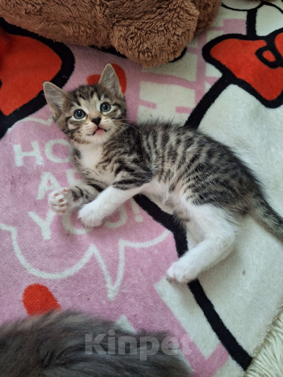 Кошки в Подольске: Котёнок девочка полтора месяца Девочка, Бесплатно - фото 5
