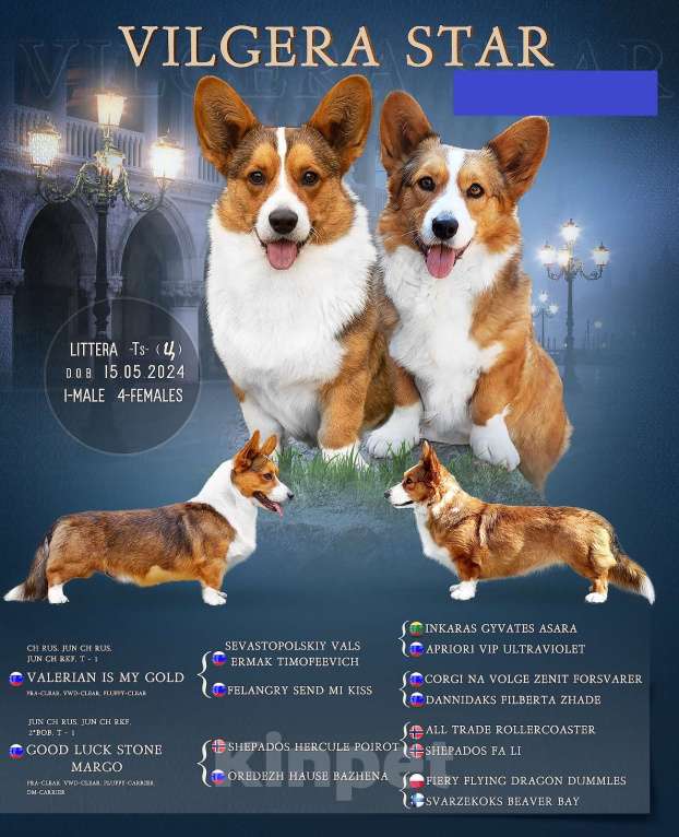 Собаки в Белгороде: Вита Девочка, 60 000 руб. - фото 3