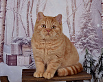 Кошки в Санкт-Петербурге: Британский котик солнечного окраса Мальчик, 45 000 руб. - фото 7