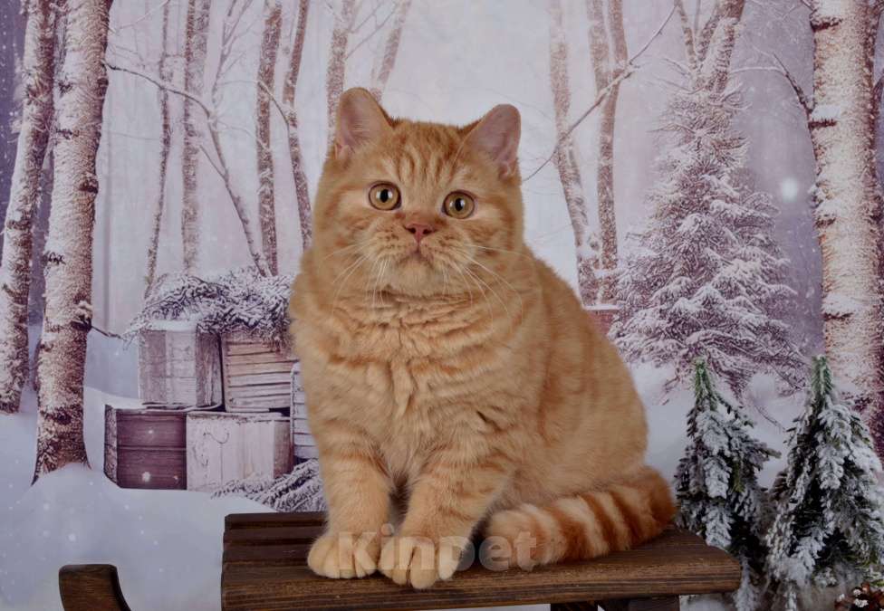 Кошки в Санкт-Петербурге: Британский котик солнечного окраса Мальчик, 45 000 руб. - фото 7