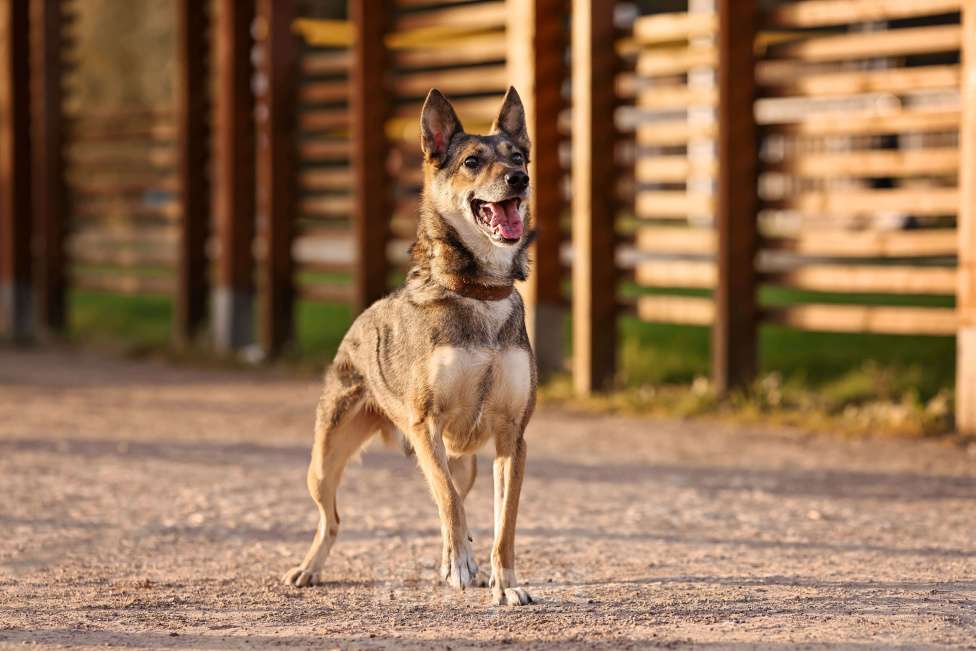 Собаки в Москве: Коротколапик Бадди ищет дом Мальчик, Бесплатно - фото 5