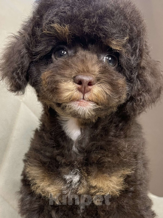 Собаки в Калуге: Той пудель фантом  Девочка, 75 000 руб. - фото 1