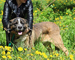 Собаки в Москве: Метис алабая Мишка – отличный пес для загородного дома! Мальчик, Бесплатно - фото 4