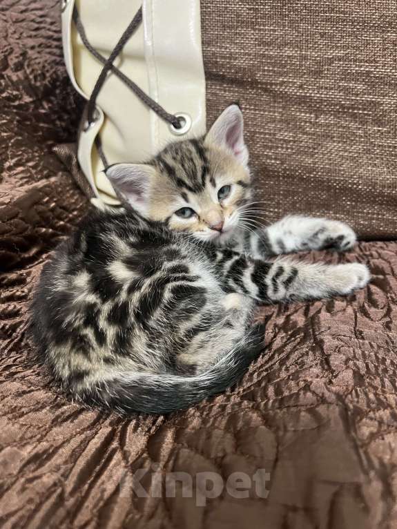 Кошки в Подольске: Красивый котёнок девочка Девочка, 5 000 руб. - фото 6