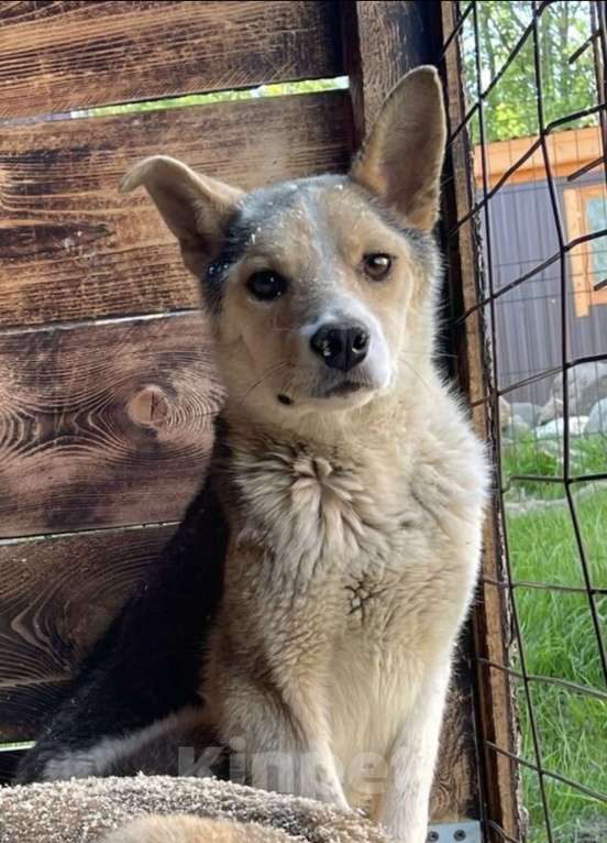 Собаки в других городах Владимирской области: Красивая собака в добрые руки бесплатно Девочка, Бесплатно - фото 1