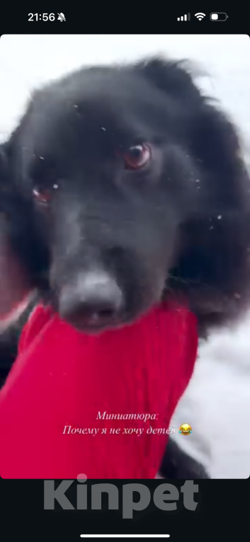 Собаки в других городах Московской области: Пропал друг семьи  Мальчик, 50 000 руб. - фото 5