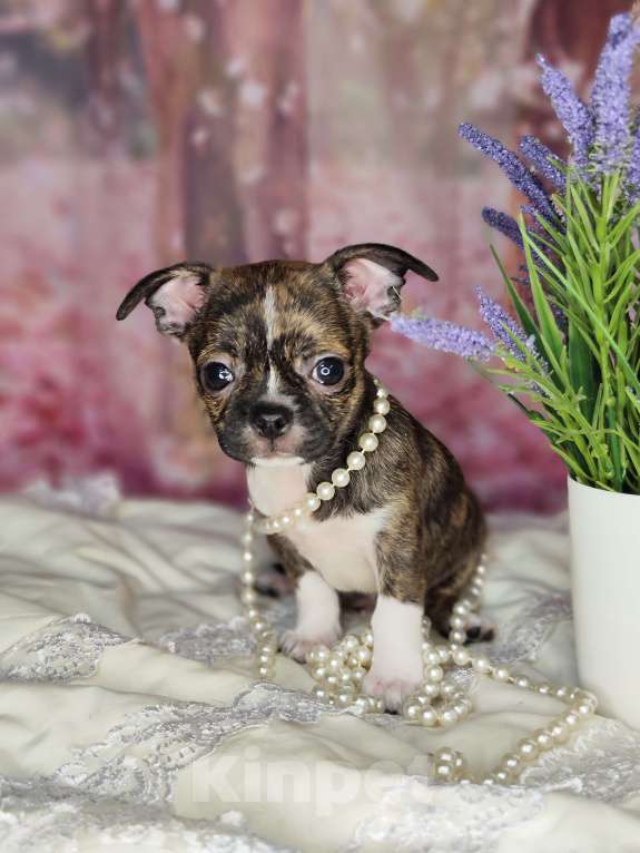 Собаки в Балашихе: Чихуахуа Кобби мальчик Мальчик, 25 000 руб. - фото 2