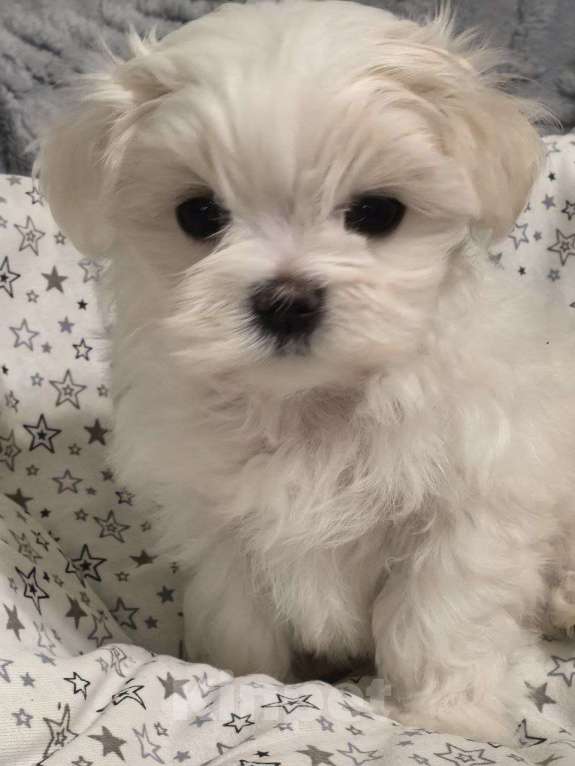 Собаки в Липецке: Мальтийская болонка, девочка Девочка, 55 000 руб. - фото 1