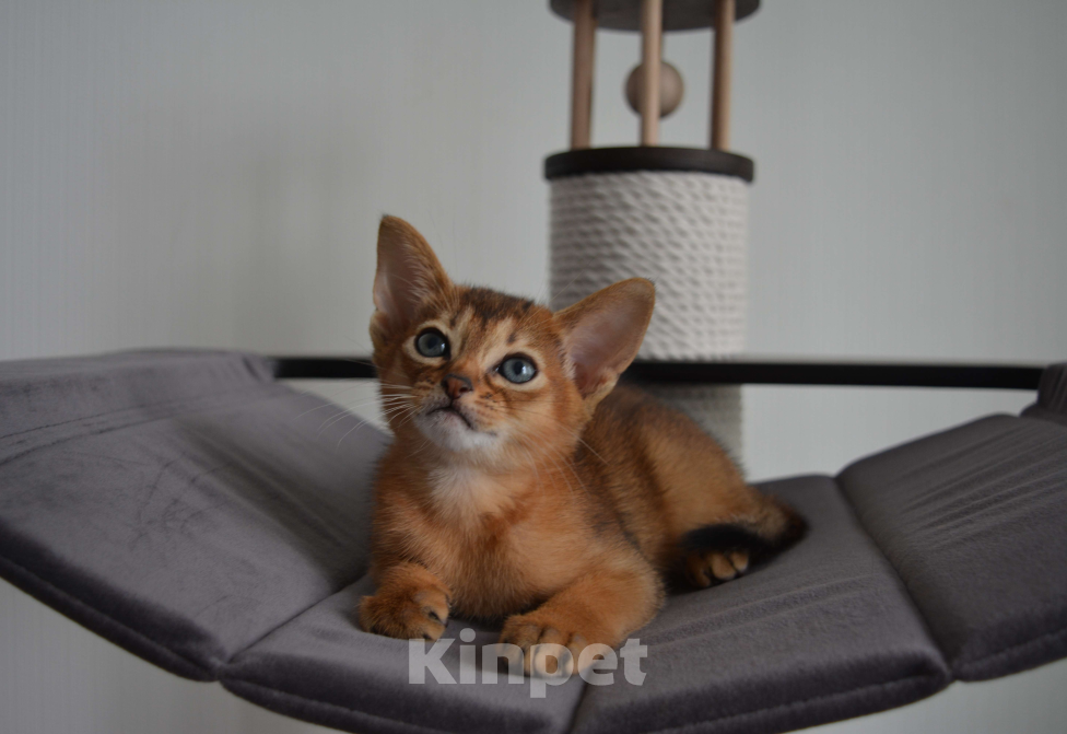 Кошки в Москве: Абиссинкие котята Девочка, 60 000 руб. - фото 2