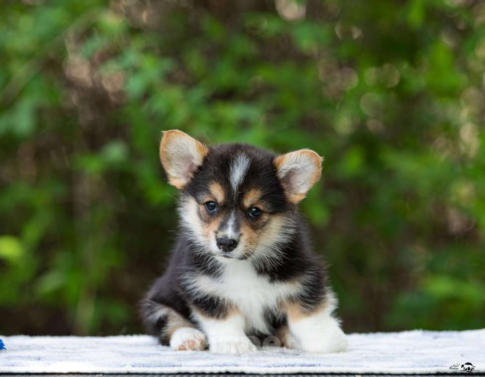 Собаки в Смоленске: Вельш Корги Пемброк, девчуля Девочка, 45 000 руб. - фото 2