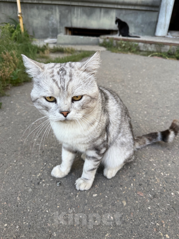 Кошки в Ореховом-Зуево: Спасите кошку Девочка, Бесплатно - фото 2
