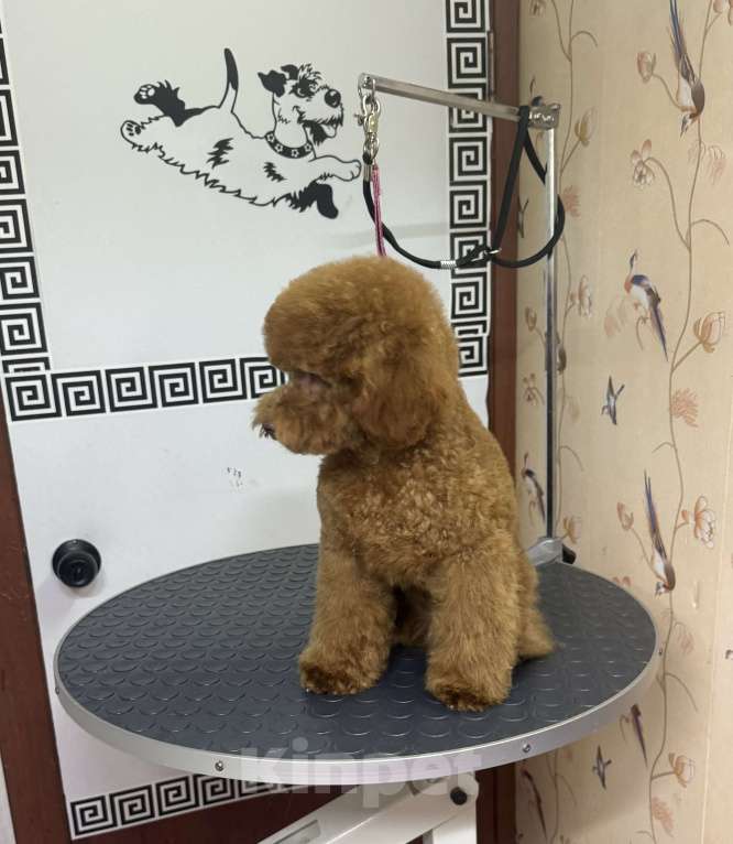 Собаки в Москве: Девочка пудель Девочка, 90 000 руб. - фото 3