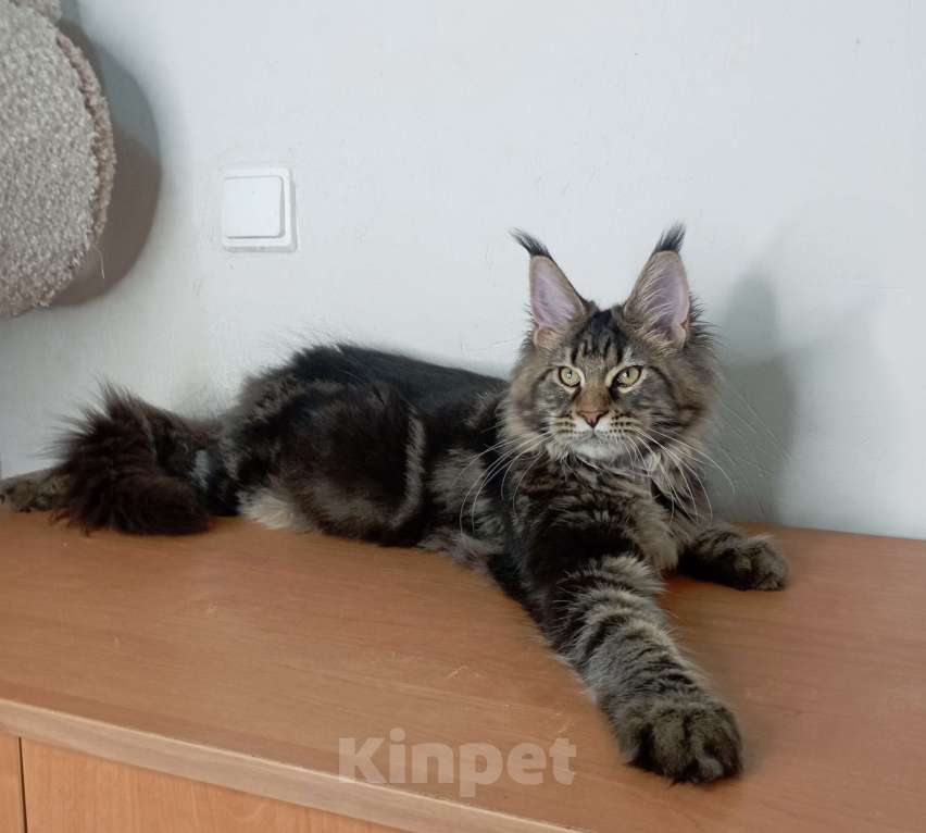 Кошки в Севастополе: Котёнок чёрный мрамор Мальчик, 55 000 руб. - фото 3