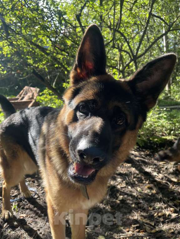 Собаки в других городах Московской области: Ищем девчонку для нашего кобеля  Мальчик, 25 000 руб. - фото 4
