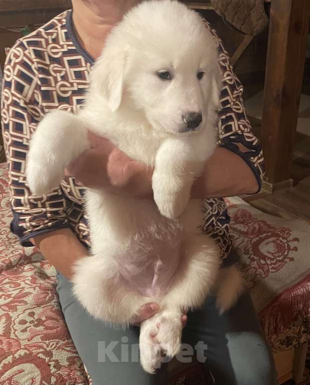 Собаки в других городах Тверской области: Мишка Мальчик, 30 000 руб. - фото 6