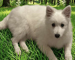 Собаки в Москве: Японский шпиц Мальчик, 50 000 руб. - фото 8