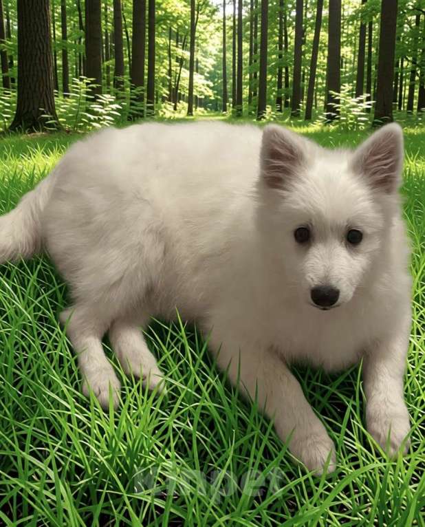 Собаки в Москве: Японский шпиц Мальчик, 50 000 руб. - фото 8