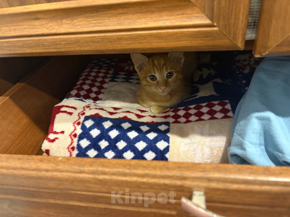 Кошки в Москве: Котенок в добрые руки Мальчик, Бесплатно - фото 4
