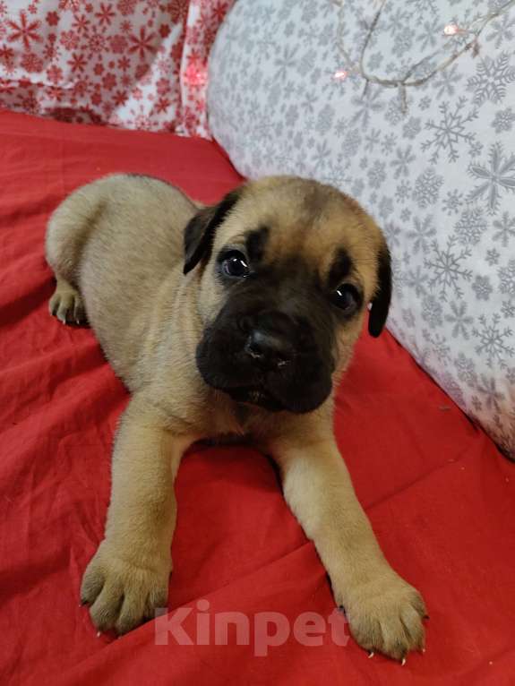 Собаки в других городах Краснодарского края: Кане-Корсо, щенок Девочка, 20 000 руб. - фото 6