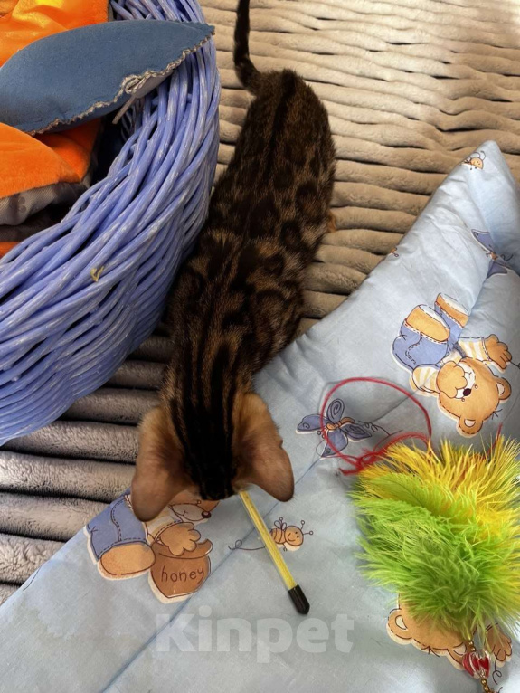 Кошки в Самаре: Бенгальская девочка Veritay Bayleys Девочка, 60 000 руб. - фото 8