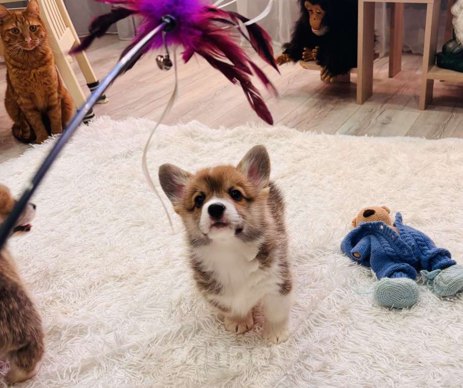 Собаки в Москве: Мальчики коржики Мальчик, 60 000 руб. - фото 4