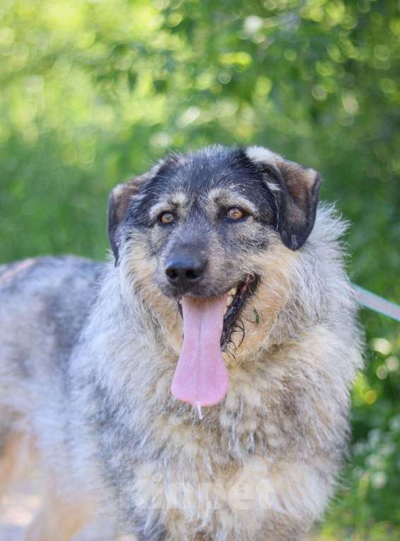 Собаки в Москве: Форе нужен дом  Девочка, Бесплатно - фото 4