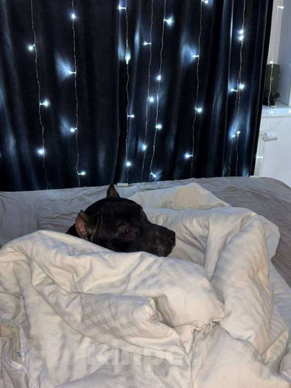 Собаки в Санкт-Петербурге: Питбуль Гром ищет дом! Мальчик, Бесплатно - фото 6