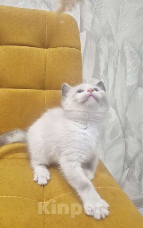 Кошки в Москве: Лапочка Девочка Рэгдолл  Девочка, 37 000 руб. - фото 5