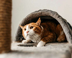 Кошки в Москве: У рыжего котика Ориона умерли хозяева Мальчик, 1 руб. - фото 6