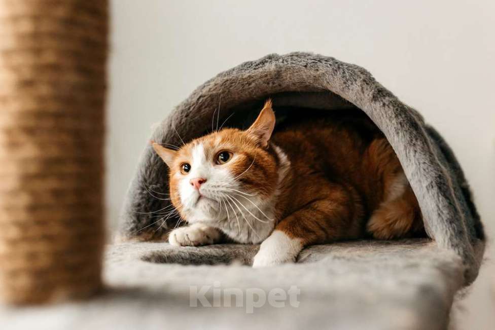 Кошки в Москве: У рыжего котика Ориона умерли хозяева Мальчик, 1 руб. - фото 6