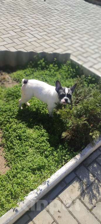 Собаки в Севастополе: Щенок французского бульдога Девочка, 35 000 руб. - фото 5