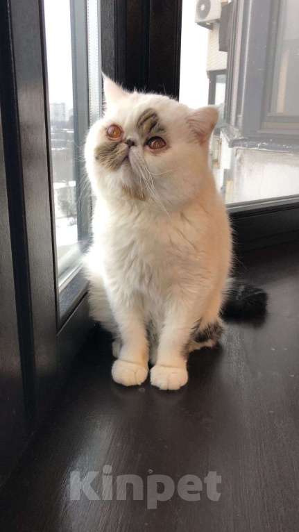 Кошки в Москве: Экзотическая пара котик и кошка Девочка, 10 000 руб. - фото 7