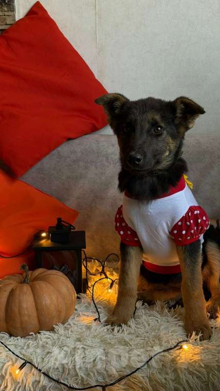 Собаки в Санкт-Петербурге: Щенок Буся Девочка, Бесплатно - фото 4