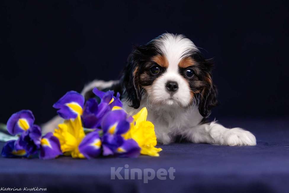 Собаки в Москве: Мальчик Кавалер КЧС Мальчик, Бесплатно - фото 3