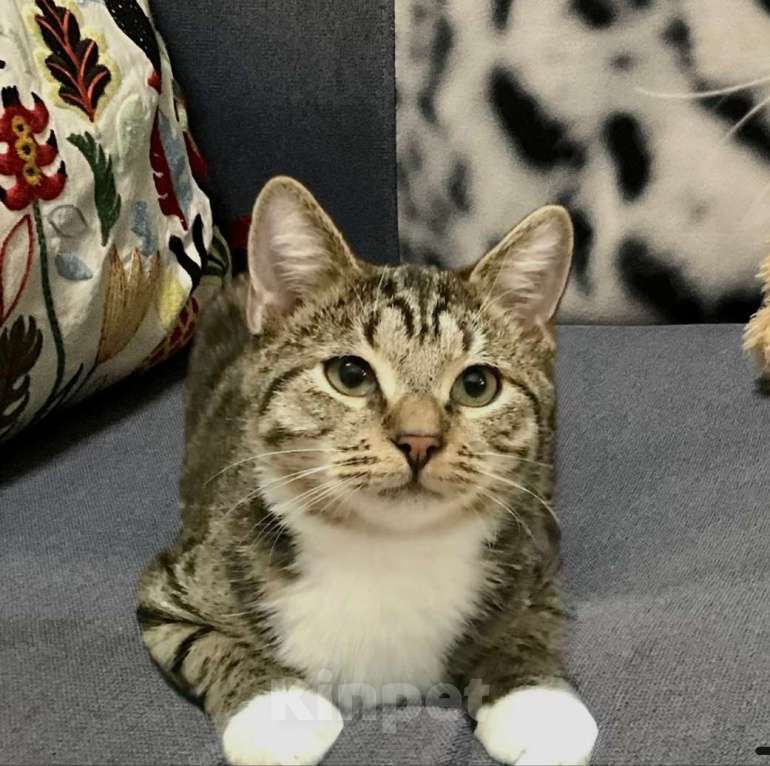 Кошки в Санкт-Петербурге: Котик Тигруля 8 мес, стерилизован Мальчик, Бесплатно - фото 5