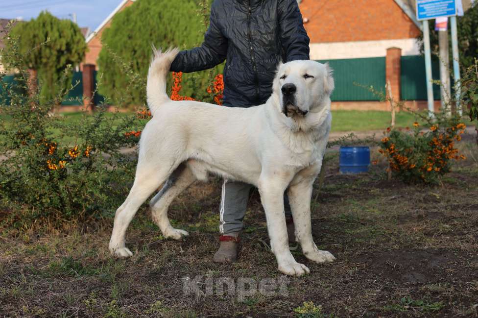 Собаки в Краснодаре: Кобель Мальчик, 25 000 руб. - фото 2