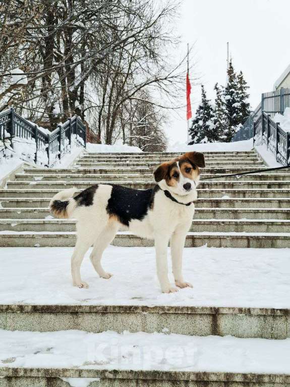 Собаки в Москве: Трехцветный щенок в добрые руки Девочка, Бесплатно - фото 4