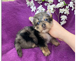 Собаки в Москве: Йорк мраморный мальчик крупный стандарт с зелёно голубыми глазами Мальчик, 60 000 руб. - фото 2