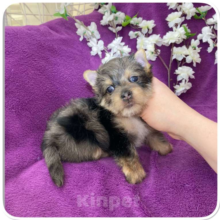 Собаки в Москве: Йорк мраморный мальчик крупный стандарт с зелёно голубыми глазами Мальчик, 60 000 руб. - фото 2