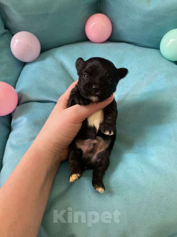 Собаки в Москве: Чёрный йорк мальчик под резерв Мальчик, 80 000 руб. - фото 9