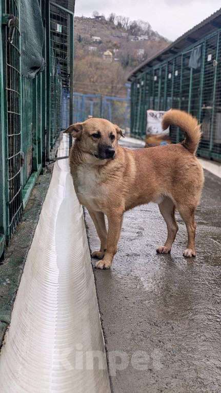 Собаки в других городах Краснодарского края: Никита из приюта Поводог Сочи Мальчик, Бесплатно - фото 3