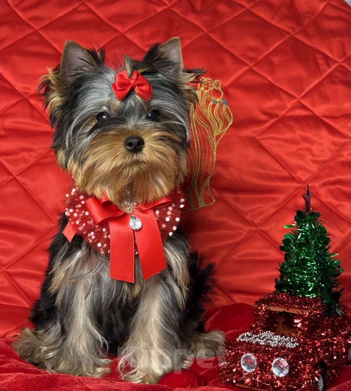 Собаки в Москве: Йоркширский терьер мальчик Мальчик, 55 000 руб. - фото 7