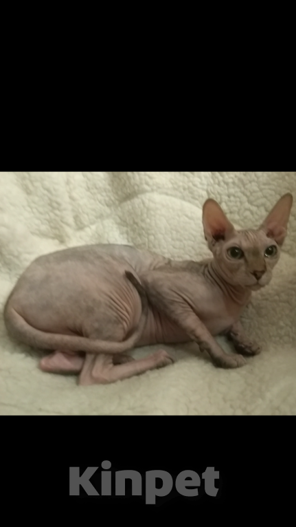 Кошки в Курске: Девочка Двельф Лонг Страйт  Девочка, 15 000 руб. - фото 2