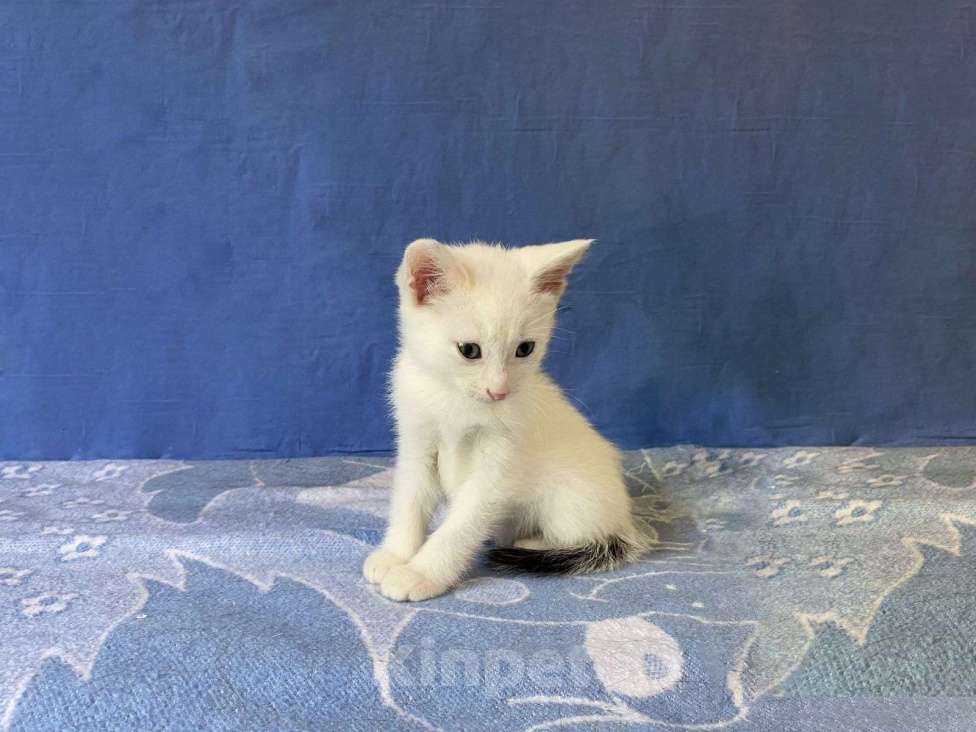 Кошки в Санкт-Петербурге: Ищет дом очаровательный блондин Мальчик, Бесплатно - фото 2