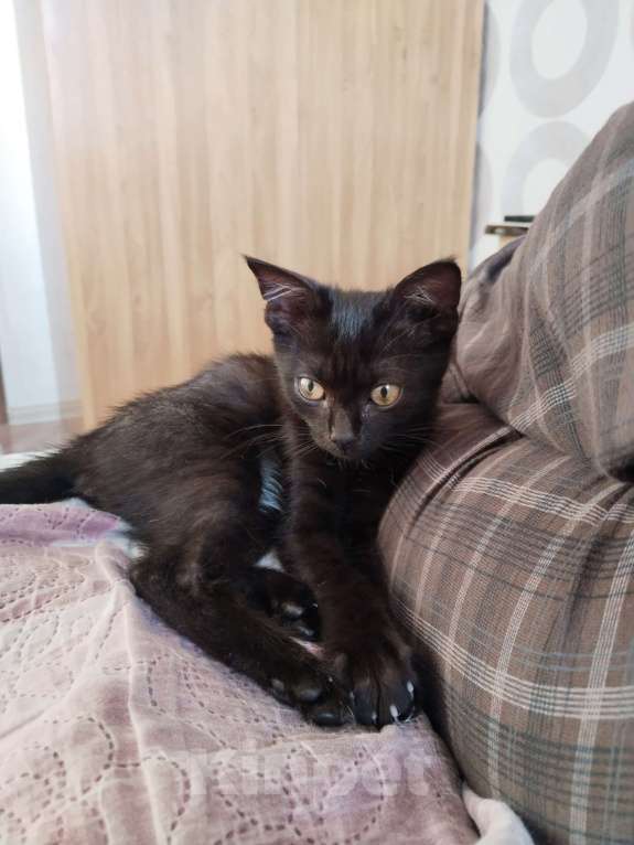 Кошки в Волгограде: Умный котенок в добрые руки Девочка, Бесплатно - фото 2