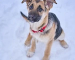 Собаки в Москве: шикарные щенки метисы овчарки в дар Мальчик, Бесплатно - фото 2