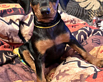 Собаки в Москве: Щенок немецкого пинчера. Девочка, 80 000 руб. - фото 2