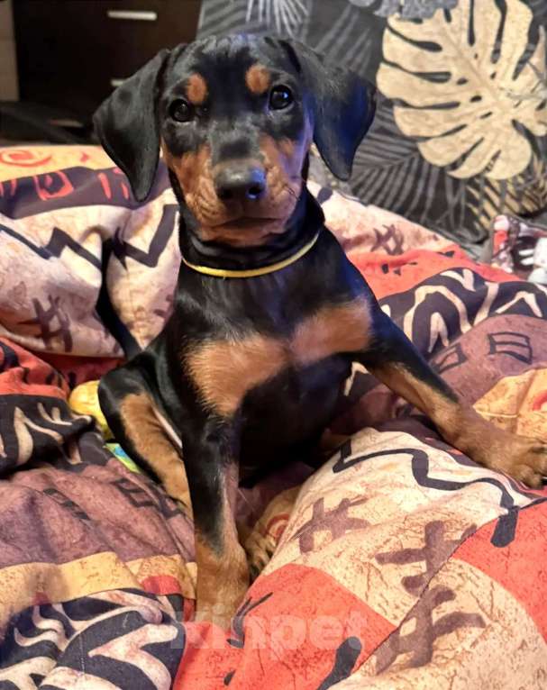 Собаки в Москве: Щенок немецкого пинчера. Девочка, 80 000 руб. - фото 2