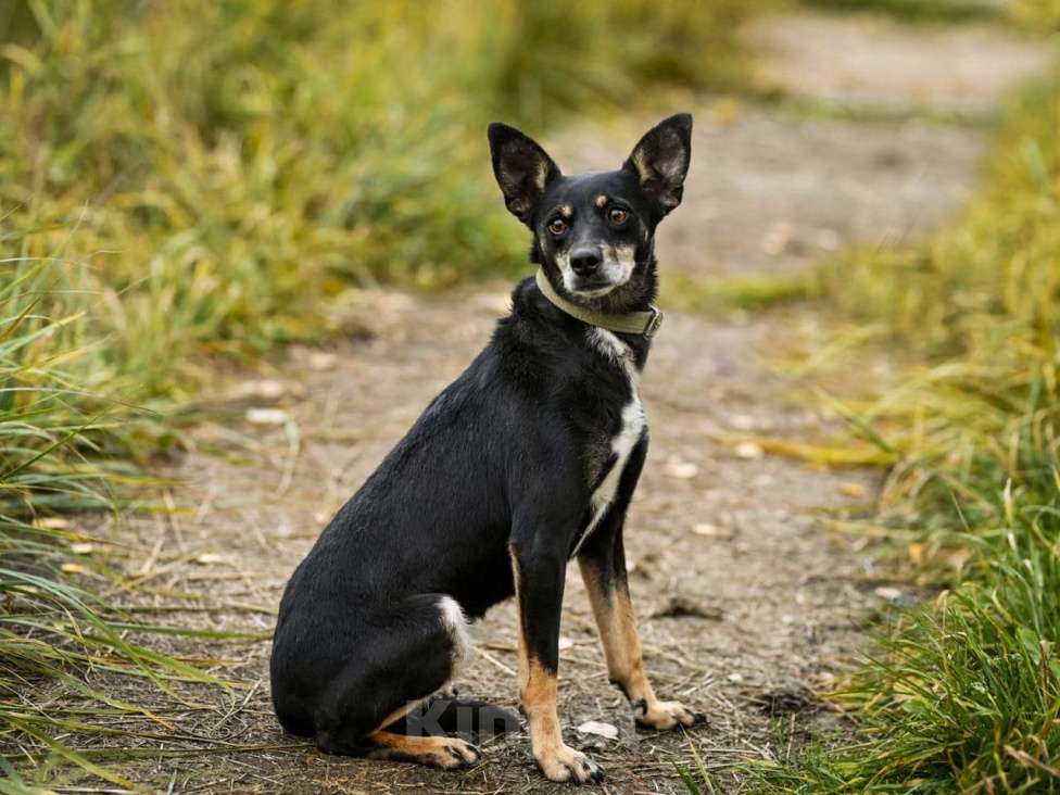Собаки в Москве: Маленькая собачка в дар Девочка, Бесплатно - фото 3